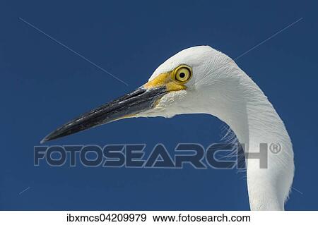 Snowy Egret (Egretta thula), portrait, Everglades National Park, Anhinga Trail, Florida, USA, North America View Large Photo Image Stock Photo - Snowy Egret (Egretta thula), portrait, Everglades National Park, Anhinga Trail, Florida, USA, North America. Fotosearch