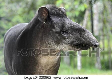 South American tapir (Tapirus terrestris), female, tapir family (Tapiridae), Amazon rainforest, Yasuni National Park, Ecuador, South America View Large Photo Image Stock Image - South American tapir (Tapirus terrestris), female, tapir family (Tapiridae), Amazon rainforest, Yasuni National Park, Ecuador, South America. Fotosearch