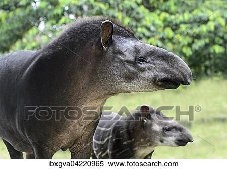 South American Tapir Tapirus Terrestris Female With Young Tapir Family Tapiridae Amazon Rainforest Yasuni National Park Ecuador South America Stock Photography Ibxgva04220965 Fotosearch