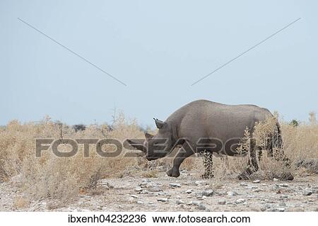 Southern black rhinoceros (Diceros bicornis), walking through dry grassland, Etosha National Park, Namibia, Africa View Large Photo Image Stock Photograph - Southern black rhinoceros (Diceros bicornis), walking through dry grassland, Etosha National Park, Namibia, Africa. Fotosearch