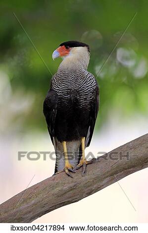 Southern crested caracara (Polyborus plancus), adult, on the lookout, Pantanal, Mato Grosso, Brazil, South America View Large Photo Image Picture - Southern crested caracara (Polyborus plancus), adult, on the lookout, Pantanal, Mato Grosso, Brazil, South America. Fotosearch