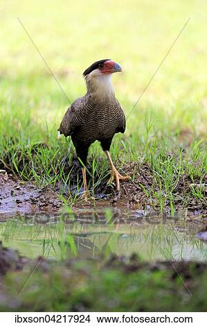 Southern crested caracara (Polyborus plancus), adult, by the water, Pantanal, Mato Grosso, Brazil, South America View Large Photo Image Picture - Southern crested caracara (Polyborus plancus), adult, by the water, Pantanal, Mato Grosso, Brazil, South America. Fotosearch
