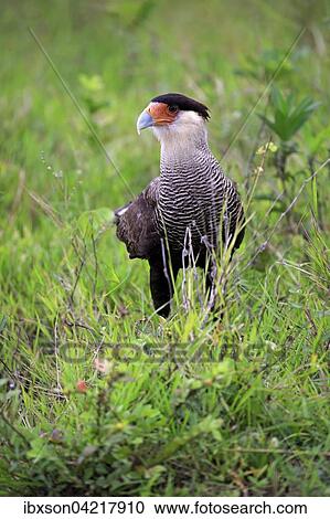 Southern crested caracara (Polyborus plancus), adult, foraging, Pantanal, Mato Grosso, Brazil, South America View Large Photo Image Stock Image - Southern crested caracara (Polyborus plancus), adult, foraging, Pantanal, Mato Grosso, Brazil, South America. Fotosearch
