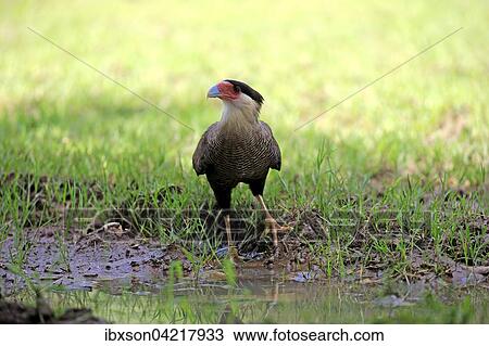 Southern crested caracara (Polyborus plancus), adult, by the water, Pantanal, Mato Grosso, Brazil, South America View Large Photo Image Stock Image - Southern crested caracara (Polyborus plancus), adult, by the water, Pantanal, Mato Grosso, Brazil, South America. Fotosearch