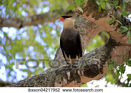 Southern crested caracara (Polyborus plancus), adult, on a tree, Pantanal, Mato Grosso, Brazil, South America View Large Photo Image Stock Image - Southern crested caracara (Polyborus plancus), adult, on a tree, Pantanal, Mato Grosso, Brazil, South America. Fotosearch