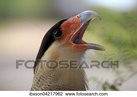 Southern crested caracara (Polyborus plancus), adult, calling, portrait, Pantanal, Mato Grosso, Brazil, South America View Large Photo Image Stock Image - Southern crested caracara (Polyborus plancus), adult, calling, portrait, Pantanal, Mato Grosso, Brazil, South America. Fotosearch