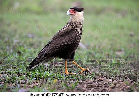 Southern crested caracara (Polyborus plancus), adult, foraging, Pantanal, Mato Grosso, Brazil, South America View Large Photo Image Stock Photo - Southern crested caracara (Polyborus plancus), adult, foraging, Pantanal, Mato Grosso, Brazil, South America. Fotosearch