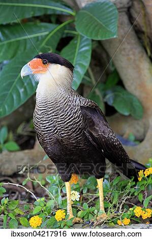 Southern crested caracara (Polyborus plancus), adult, foraging, Pantanal, Mato Grosso, Brazil, South America View Large Photo Image Stock Photograph - Southern crested caracara (Polyborus plancus), adult, foraging, Pantanal, Mato Grosso, Brazil, South America. Fotosearch