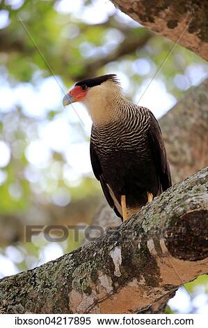Southern crested caracara (Polyborus plancus), adult, on the lookout, Pantanal, Mato Grosso, Brazil, South America View Large Photo Image Stock Photography - Southern crested caracara (Polyborus plancus), adult, on the lookout, Pantanal, Mato Grosso, Brazil, South America. Fotosearch