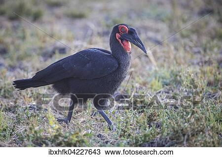 Southern ground hornbill (Bucorvus leadbeateri), South Luangwa National Park, Zambia, Africa View Large Photo Image Stock Image - Southern ground hornbill (Bucorvus leadbeateri), South Luangwa National Park, Zambia, Africa. Fotosearch