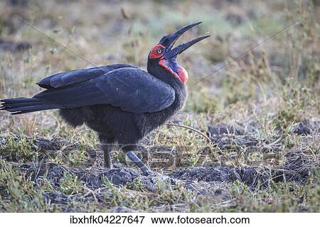 Southern ground hornbill (Bucorvus leadbeateri), during feeding, South Luangwa National Park, Zambia, Africa View Large Photo Image Stock Photo - Southern ground hornbill (Bucorvus leadbeateri), during feeding, South Luangwa National Park, Zambia, Africa. Fotosearch