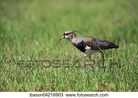 Stock Image - Southern lapwing (Vanellus chilensis), adult foraging, Pantanal, Mato Grosso, Brazil, South America. Fotosearch