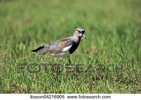 Stock Photography - Southern lapwing (Vanellus chilensis), adult foraging, Pantanal, Mato Grosso, Brazil, South America. Fotosearch