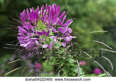 Spider flower (Tarenaya hassleriana), Bavaria, Germany, Europe View Large Photo Image Stock Photography - Spider flower (Tarenaya hassleriana), Bavaria, Germany, Europe. Fotosearch