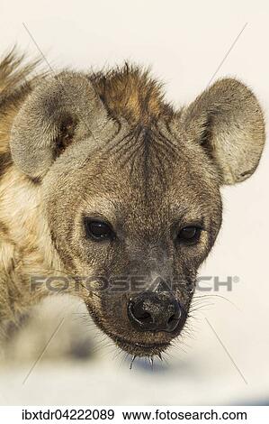 Spotted Hyaena (Crocuta crocuta), juvenile, Etosha National Park, Namibia, Africa View Large Photo Image Stock Photo - Spotted Hyaena (Crocuta crocuta), juvenile, Etosha National Park, Namibia, Africa. Fotosearch