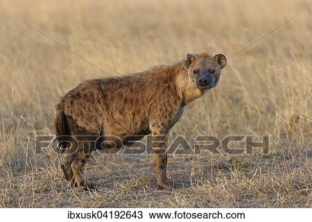 Spotted Hyena (Crocuta crocuta) in the early morning light, Maasai Mara National Reserve, Narok County, Kenya, Africa View Large Photo Image Stock Image - Spotted Hyena (Crocuta crocuta) in the early morning light, Maasai Mara National Reserve, Narok County, Kenya, Africa. Fotosearch