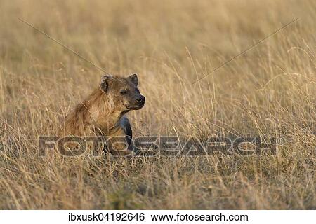 Spotted Hyena (Crocuta crocuta) in the early morning light, Maasai Mara National Reserve, Narok County, Kenya, Africa View Large Photo Image Stock Photograph - Spotted Hyena (Crocuta crocuta) in the early morning light, Maasai Mara National Reserve, Narok County, Kenya, Africa. Fotosearch