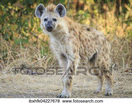 Spotted hyena (Crocuta crocuta), South Luangwa National Park, Zambia, Africa View Large Photo Image Stock Photo - Spotted hyena (Crocuta crocuta), South Luangwa National Park, Zambia, Africa. Fotosearch