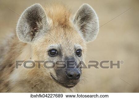 Spotted hyena (Crocuta crocuta), portrait, South Luangwa National Park, Zambia, Africa View Large Photo Image Stock Photo - Spotted hyena (Crocuta crocuta), portrait, South Luangwa National Park, Zambia, Africa. Fotosearch