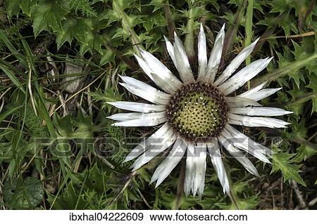 Stemless carline thistle (Carlina acaulis), Eng-Alm, Karwendel, Tyrol, Austria, Europe View Large Photo Image Stock Photo - Stemless carline thistle (Carlina acaulis), Eng-Alm, Karwendel, Tyrol, Austria, Europe. Fotosearch