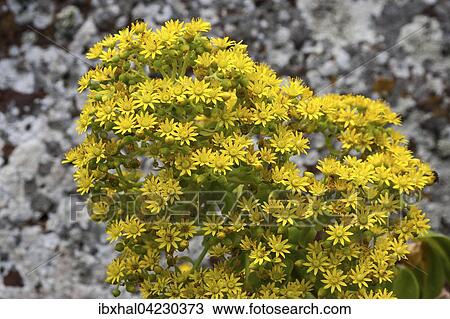 Stonecrop with yellow flowers, Crassula plant (Aeonium vestitum), Gran Canaria, Canary Islands, Spain, Europe View Large Photo Image Stock Image - Stonecrop with yellow flowers, Crassula plant (Aeonium vestitum), Gran Canaria, Canary Islands, Spain, Europe. Fotosearch