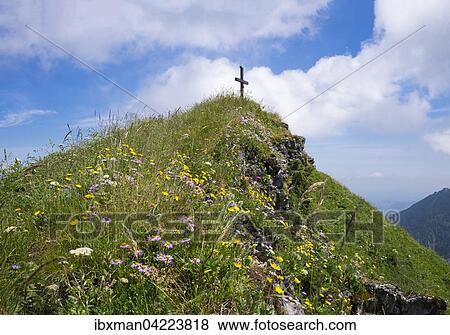Summit cross and mountain flowers on Hochgern, Unterwossen, Chiemgau Alps, Upper Bavaria, Bavaria, Germany, Europe View Large Photo Image Stock Photo - Summit cross and mountain flowers on Hochgern, Unterwossen, Chiemgau Alps, Upper Bavaria, Bavaria, Germany, Europe. Fotosearch
