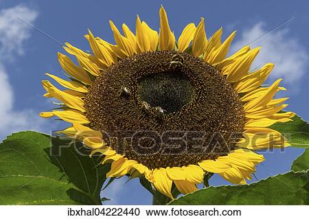 Sunflower (Helianthus annuus), bees collecting nectar, Bavaria, Germany, Europe View Large Photo Image Stock Image - Sunflower (Helianthus annuus), bees collecting nectar, Bavaria, Germany, Europe. Fotosearch