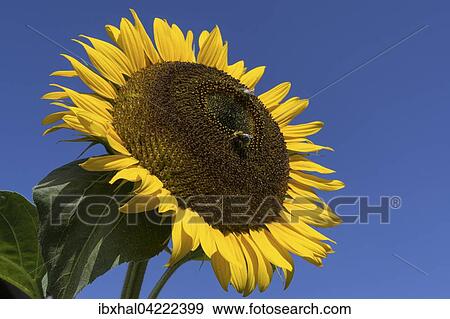Sunflower (Helianthus annuus), bees collecting nectar, Bavaria, Germany, Europe View Large Photo Image Stock Photo - Sunflower (Helianthus annuus), bees collecting nectar, Bavaria, Germany, Europe. Fotosearch