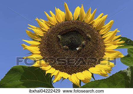 Stock Photo - Sunflower (Helianthus annuus), bees collecting nectar, Bavaria, Germany, Europe. Fotosearch
