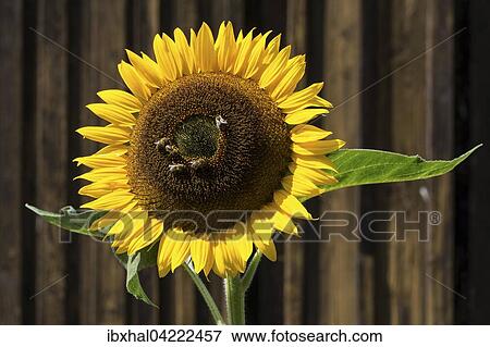 Sunflower (Helianthus annuus), bees collecting nectar, Bavaria, Germany, Europe View Large Photo Image Stock Photo - Sunflower (Helianthus annuus), bees collecting nectar, Bavaria, Germany, Europe. Fotosearch
