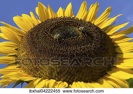 Sunflower (Helianthus annuus), bees collecting nectar, Bavaria, Germany, Europe View Large Photo Image Stock Photography - Sunflower (Helianthus annuus), bees collecting nectar, Bavaria, Germany, Europe. Fotosearch