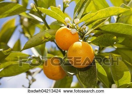 Picture - Sweet lime or sweet lemon (Citrus limetta Pursha). Fotosearch