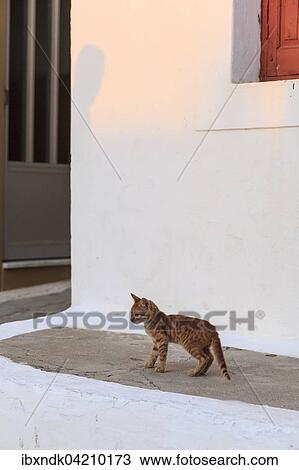 Stock Image - Tabby cat in an alley, Arkasa, Karpathos, Dodecanese, Greece, Europe. Fotosearch