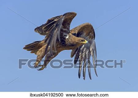 Tawny eagle (Aquila Rapax), in flight, Maasai Mara National Reserve, Narok County, Kenya, Africa View Large Photo Image Stock Image - Tawny eagle (Aquila Rapax), in flight, Maasai Mara National Reserve, Narok County, Kenya, Africa. Fotosearch