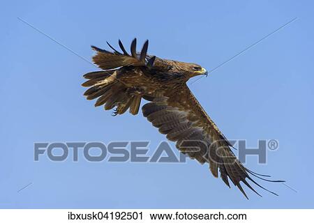 Stock Image - Tawny eagle (Aquila Rapax), in flight, Maasai Mara National Reserve, Narok County, Kenya, Africa. Fotosearch