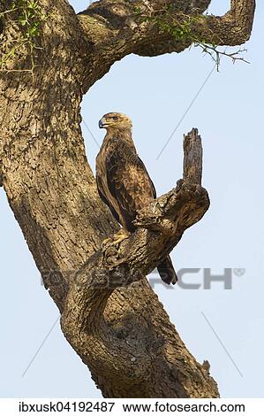 Tawny eagle (Aquila Rapax), sitting on a tree, Maasai Mara National Reserve, Narok County, Kenya, Africa View Large Photo Image Stock Photo - Tawny eagle (Aquila Rapax), sitting on a tree, Maasai Mara National Reserve, Narok County, Kenya, Africa. Fotosearch