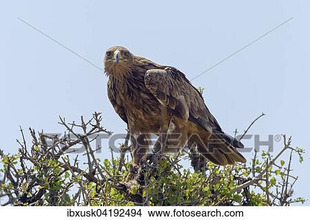 Tawny eagle (Aquila Rapax), with prey, Maasai Mara National Reserve, Narok County, Kenya, Africa View Large Photo Image Picture - Tawny eagle (Aquila Rapax), with prey, Maasai Mara National Reserve, Narok County, Kenya, Africa. Fotosearch