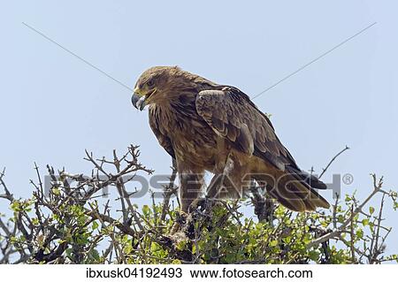 Stock Image - Tawny eagle (Aquila Rapax), with prey, Maasai Mara National Reserve, Narok County, Kenya, Africa. Fotosearch