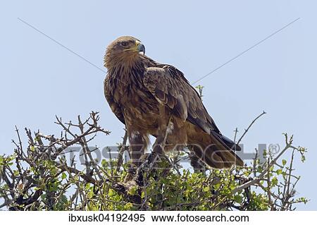Tawny eagle (Aquila Rapax), with prey, Maasai Mara National Reserve, Narok County, Kenya, Africa View Large Photo Image Stock Photography - Tawny eagle (Aquila Rapax), with prey, Maasai Mara National Reserve, Narok County, Kenya, Africa. Fotosearch