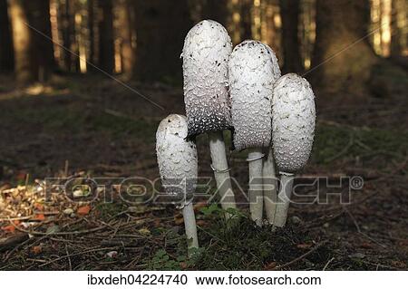 The shaggy ink cap (Coprinus comatus) in a spruce forest, Allgaeu, Bavaria, Germany, Europe View Large Photo Image Stock Image - The shaggy ink cap (Coprinus comatus) in a spruce forest, Allgaeu, Bavaria, Germany, Europe. Fotosearch