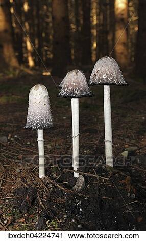 The shaggy ink cap (Coprinus comatus) in a spruce forest, Allgaeu, Bavaria, Germany, Europe View Large Photo Image Stock Image - The shaggy ink cap (Coprinus comatus) in a spruce forest, Allgaeu, Bavaria, Germany, Europe. Fotosearch