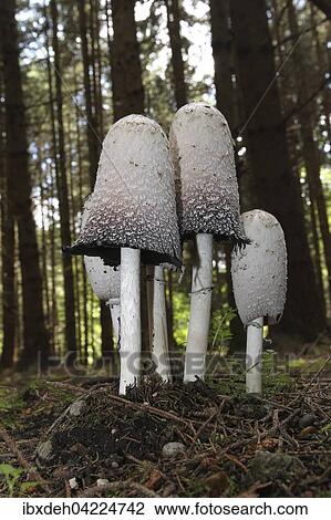 The shaggy ink cap (Coprinus comatus) in a spruce forest, Allgaeu, Bavaria, Germany, Europe View Large Photo Image Stock Image - The shaggy ink cap (Coprinus comatus) in a spruce forest, Allgaeu, Bavaria, Germany, Europe. Fotosearch