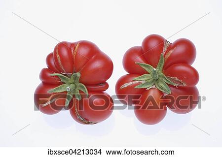 Picture - Tomatoes, Reisetomate or Traveller Tomato variety. Fotosearch