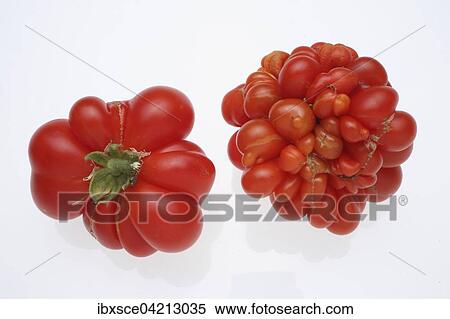 Tomatoes, Reisetomate or Traveller Tomato variety View Large Photo Image Stock Photography - Tomatoes, Reisetomate or Traveller Tomato variety. Fotosearch