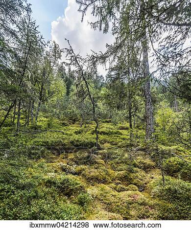 Stock Photo - Toteisboden, Rohrmoos-Untertal, Styria, Austria, Europe. Fotosearch