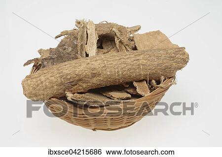 Tree of heaven bark (Ailanthus altissima), medicinal plant View Large Photo Image Stock Photograph - Tree of heaven bark (Ailanthus altissima), medicinal plant. Fotosearch