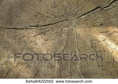Tree trunk, growth rings, Bavaria, Germany, Europe View Large Photo Image Stock Image - Tree trunk, growth rings, Bavaria, Germany, Europe. Fotosearch