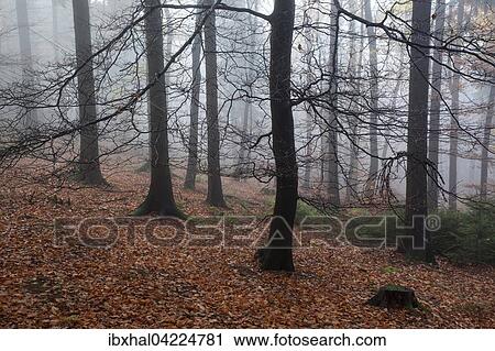 Trees in the forest, in the fog, autumn forest, Baden-Wurttemberg, Germany, Europe View Large Photo Image Stock Image - Trees in the forest, in the fog, autumn forest, Baden-Wurttemberg, Germany, Europe. Fotosearch