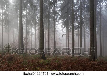 Trees in the forest, in the fog, autumn forest, Baden-Wurttemberg, Germany, Europe View Large Photo Image Stock Image - Trees in the forest, in the fog, autumn forest, Baden-Wurttemberg, Germany, Europe. Fotosearch