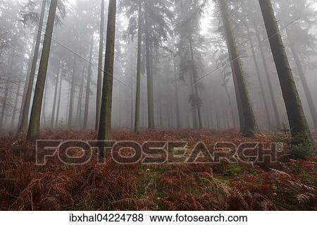 Stock Photo - Trees in the forest, in the fog, autumn forest, Baden-Wurttemberg, Germany, Europe. Fotosearch